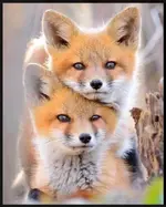 Fox 007.webp