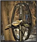 abird1.webp abird1.webp