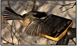 abird2.webp