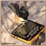 abird5.webp