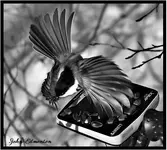 abird6.webp