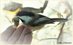 abird7.webp