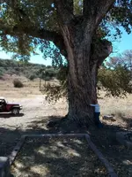 oak.webp oak.webp