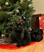christmas cats.webp