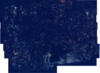 Thin section.webp