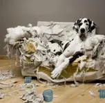 Chewed Hose.webp