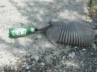 DrunkDilla.webp