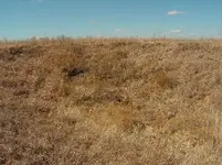 site dugout.webp
