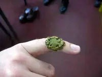 prsten2 na ruci smanjen.webp