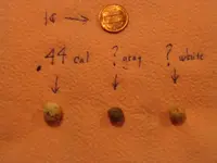 found on 12 JAN 06.webp
