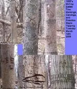 1800\'s McCoy Estate Tree Markings.webp