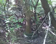 TIRE TREE1.webp