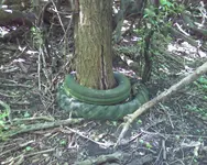 TIRE TREE 2.webp