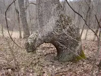 tree.webp tree.webp