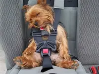 Travel Dog.webp