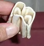 fossil 1.webp