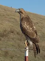 450px-Red_Tail_Hawk.webp