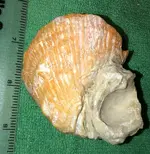ShellT.webp
