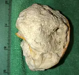 Shellb.webp