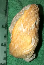 ShellS.webp