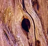 knothole-in-utah-juniper-3927193_1280.webp