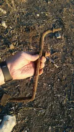 M Hill Hunt 11-02-20e.webp