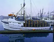 crab pots.webp