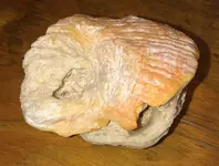 shellfin.webp
