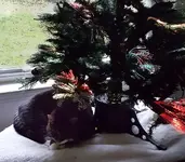 Scruff at christmas2-2.webp
