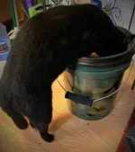 5 gallon food bowl.webp