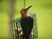 P7281037.webp
