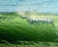 wave.webp