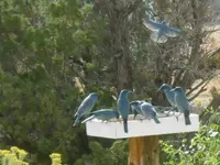 DSCN6251.webp