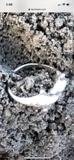 Silver Dolphin Ring.webp