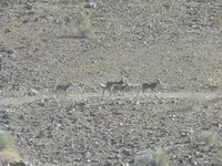 Two Rams.webp