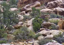 Las Vegas 015.webp