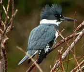 kingfisher.webp