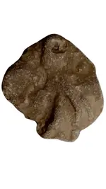 Fossil.webp