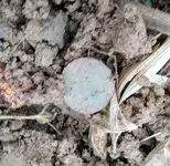 First KG - Dirt.webp