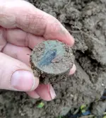Liberty Cap - Dirt.webp