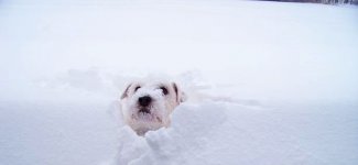 snowdoggy-crop.jpg