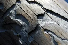 wood-2009067_960_720.webp