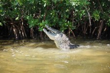 rio-lagartos-nature-reserve-mexico-yucatan-peninsula-september-south-america-trip-cormorant-port.jpg