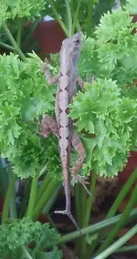 LizardOnCilantro3.webp