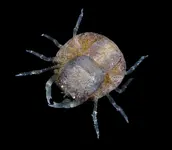 female coral gall crab.webp female coral gall crab.webp