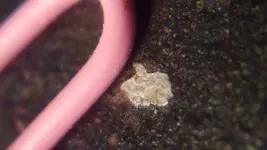 CopperChunkLongH2O2Soak-BackWhiteMetal4Close.webp