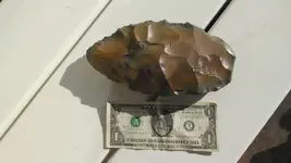CoyoteBob.webp