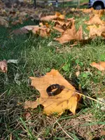 ImageUploadedByTreasureNet.com1614183887.419865.webp