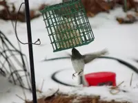 SheThinksShesAHummingbird.webp SheThinksShesAHummingbird.webp