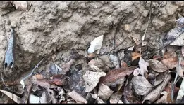 2020.12.13 - in situ adena.webp